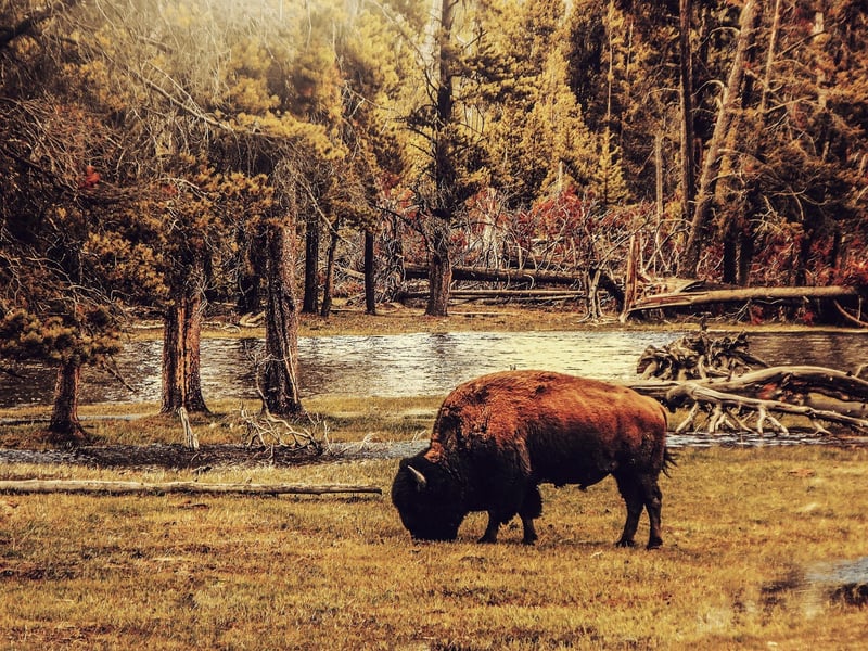 Bison in Yellowstone National Park
