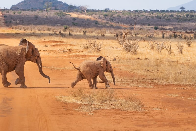 Elephant in Maasai Mara National Reserve
