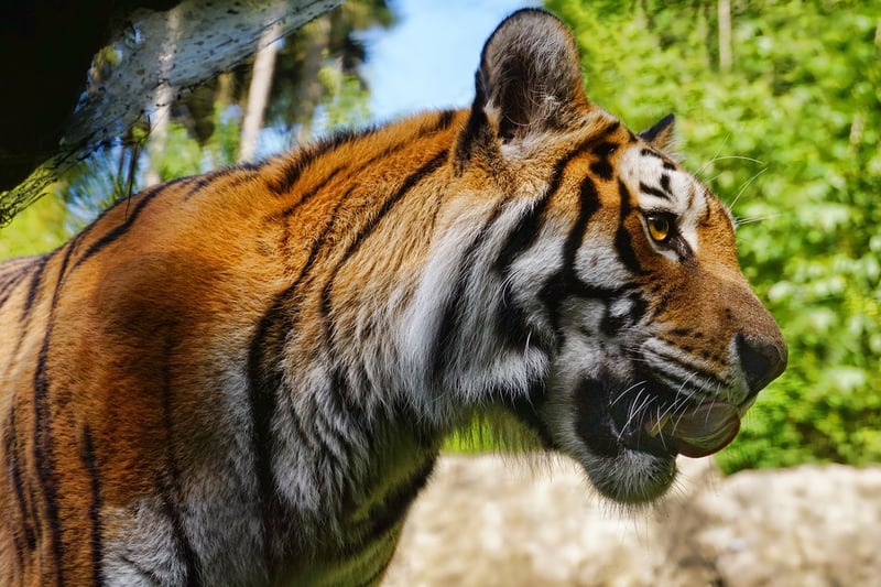 Tiger in Ranthambore National Park